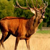 Le brâme du cerf